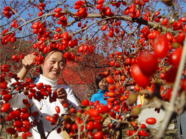 ile photo shows people picking cornels. [Photo by Cui Peilin/Asianewsphoto]