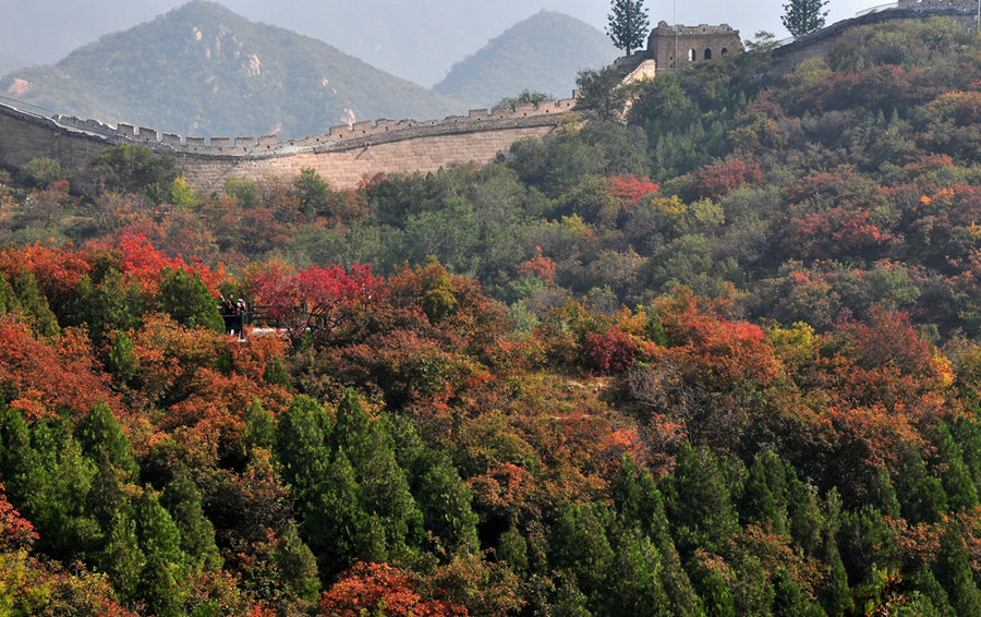 登長城 賞紅葉：去八達嶺國家森林公園紅葉嶺迎最佳觀賞期