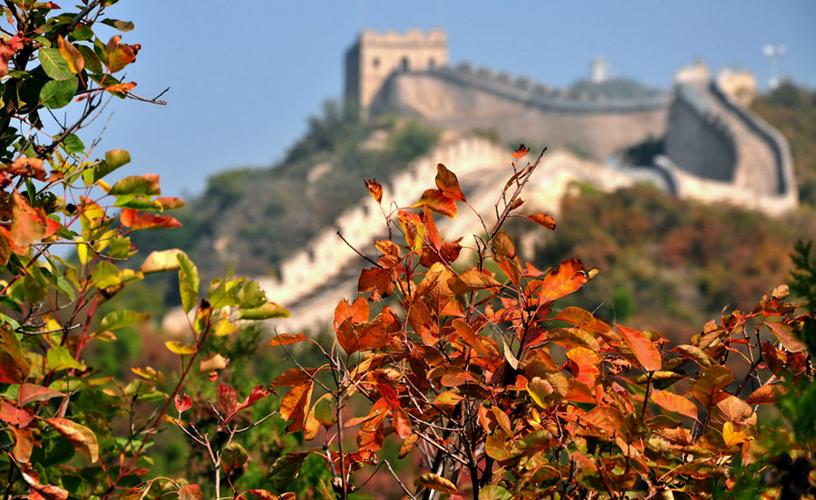 登長城 賞紅葉：去八達嶺國家森林公園紅葉嶺迎最佳觀賞期