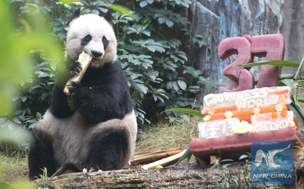 Female giant panda Jia Jia celebrated her 37th birthday at the Ocean Park in Hong Kong, south China, July 28, 2015. [Photo: Xinhua]