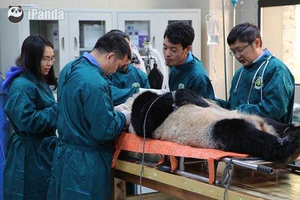 大熊貓接受放歸前的最後一次體檢