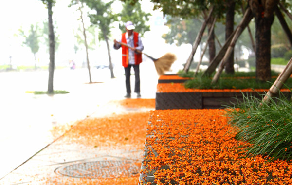 桂花雨