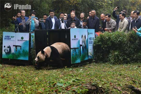 第一隻放歸的大熊貓“華妍”