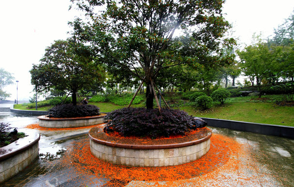 桂花雨滿地