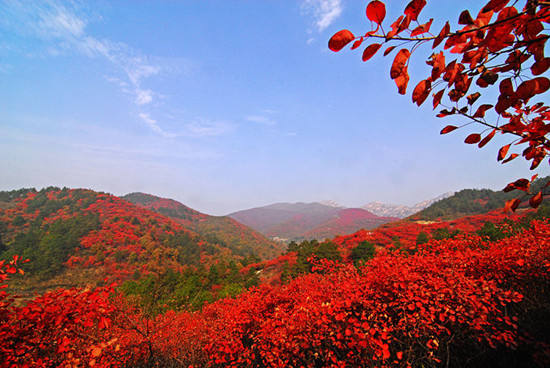 As northern China makes the all-too-quick transition from summer into winter, thousands are flocking to the annual Red Leaf Festival in the suburbs of the Chinese capital, Beijing to view the fiery red and orange scenes.（File Photo)）