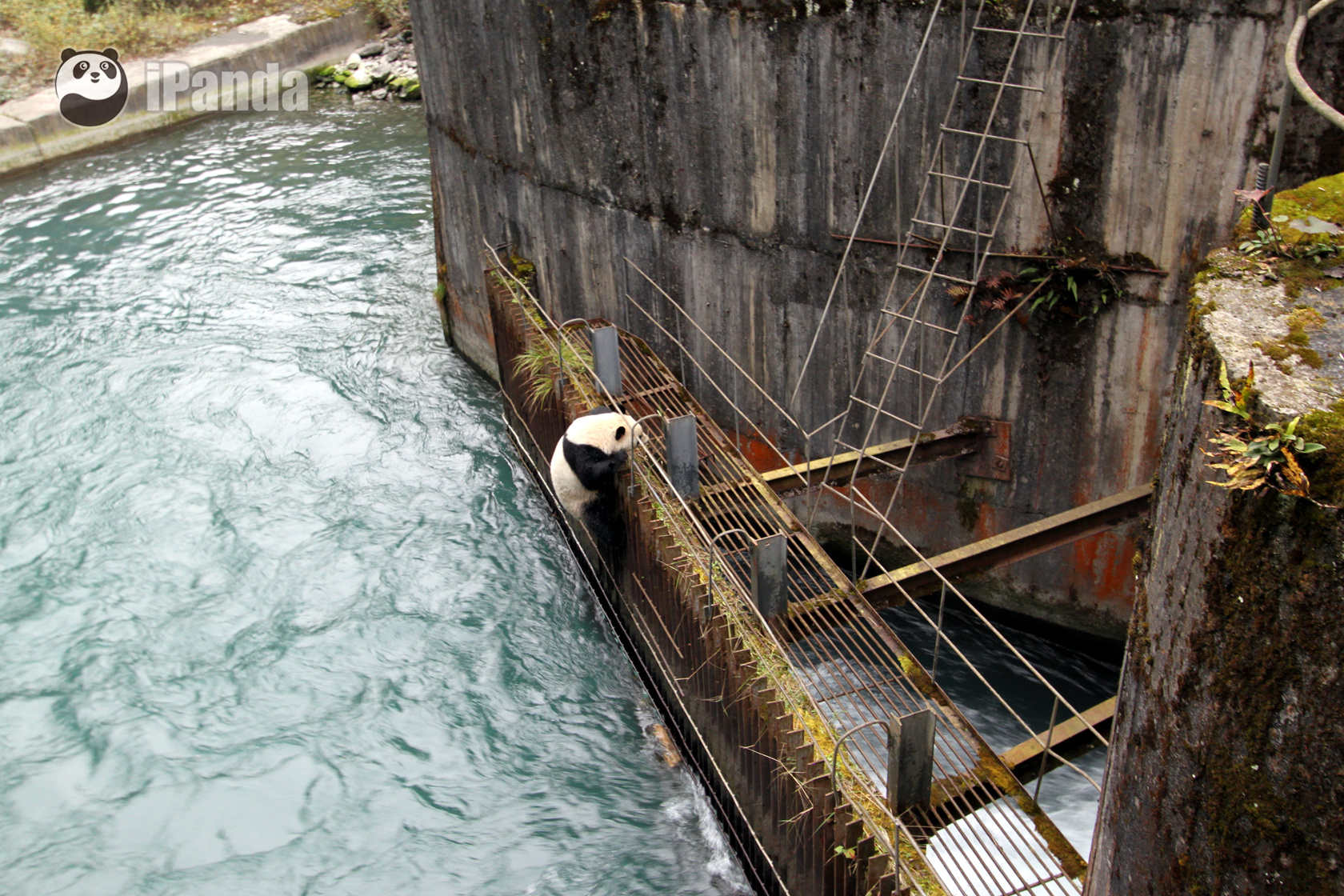 大熊貓抓住水電站護欄