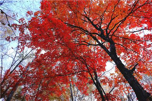 磨盤山紅葉