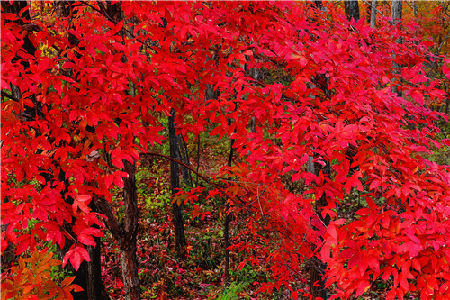 磨盤山紅葉