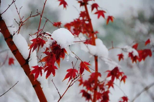 峨眉山紅葉