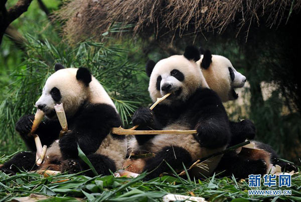 Cool weather is worth celebrating for a set of panda triplets living at a zoo in the southern city of Guangzhou, one of the hottest places across China.