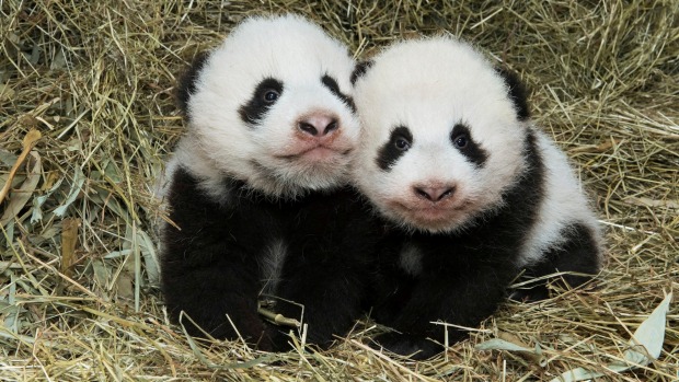 The Vienna Zoo has officially unveiled the names of twin baby pandas born there in August. 