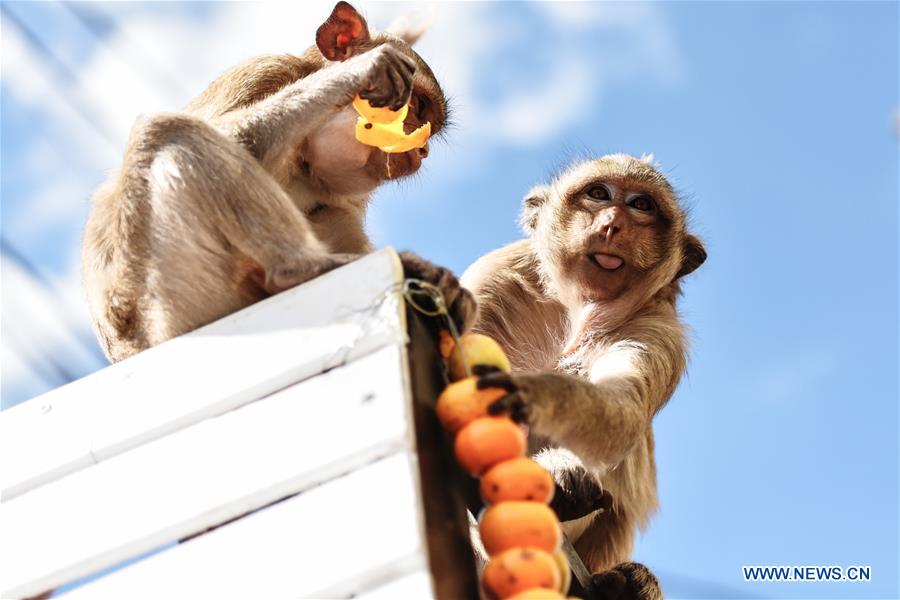 Two crab-eating macaques feed themselves with fruits provided by the locals near the Phra Prang Sam Yot shrine in Lopburi, central Thailand, Nov. 27, 2016. Lopburi