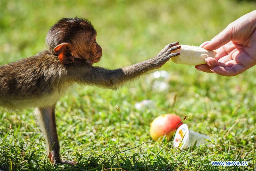 A baby crab-eating macaque takes a peeled banana from a tourist at the Phra Prang Sam Yot shrine in Lopburi, central Thailand, Nov. 27, 2016. Lopburi