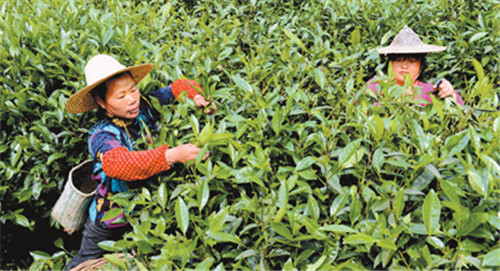 採岩茶。（圖  邱汝泉）