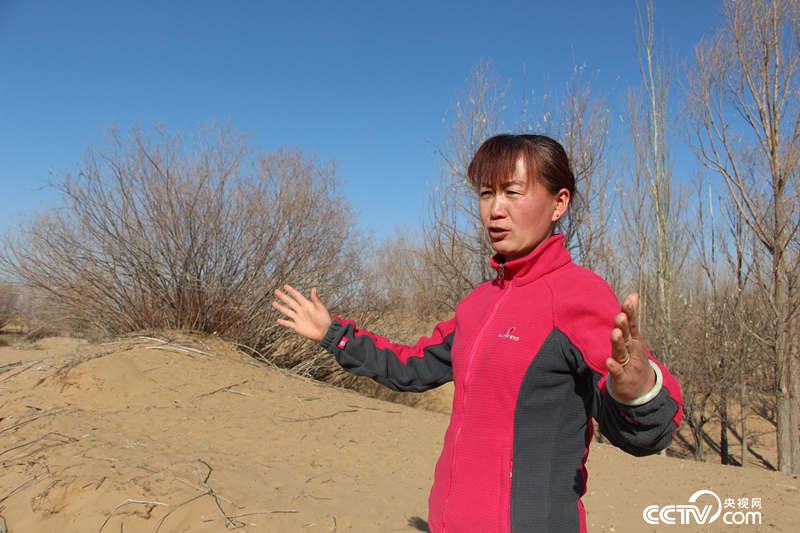 顧雲香在樹林裏向記者講述她的種樹故事。