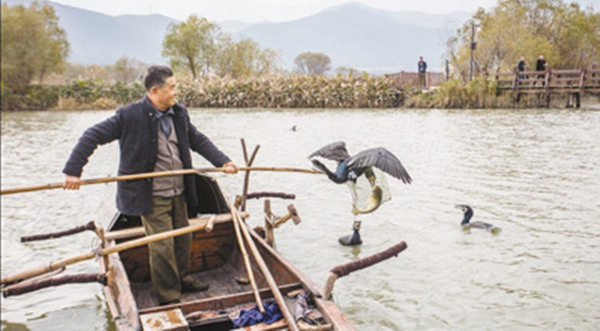 濕地修復後，湖蕩魚蝦增多，當地居民仍保留鸕鶿捕魚的傳統。（長興縣委宣傳部供圖）