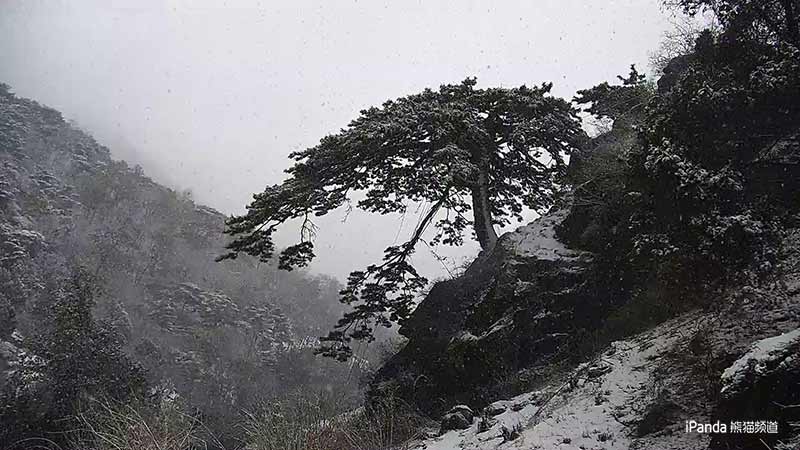 泰山望人松