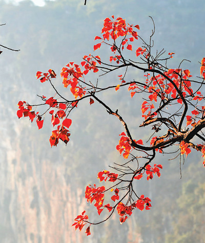 火紅鮮艷的烏桕樹葉（圖  王滋創）。