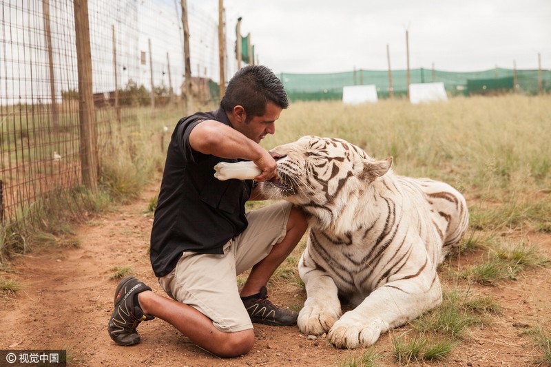 Justin da comida al tigre