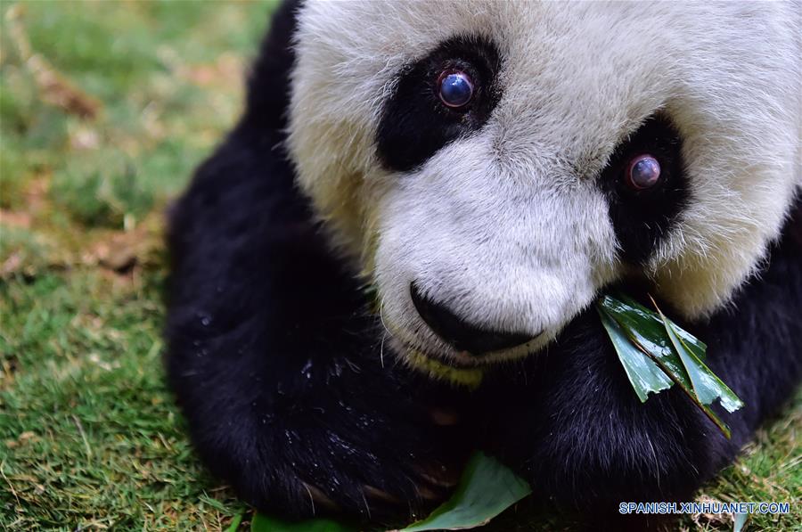 FUJIAN, enero 17, 2017 (Xinhua) -- El panda gigante Basi se alimenta con bambú en el centro de investigación e intercambio del panda, en Fuzhou, capital de la provincia de Fujian, en el sureste de China, el 17 de enero de 2017. Basi, la panda más longeva del mundo en cautiverio, cumple 37 años, un equivalente a más de 100 años humanos, Basi nació en 1980 en el condado de Baoxing, provincia de Sichuan, en el suroeste de China. Y ella fue el prototipo para la mascota Panpan para los Juegos Asiáticos de Beijing 1990. (Xinhua/Wei Peiquan)