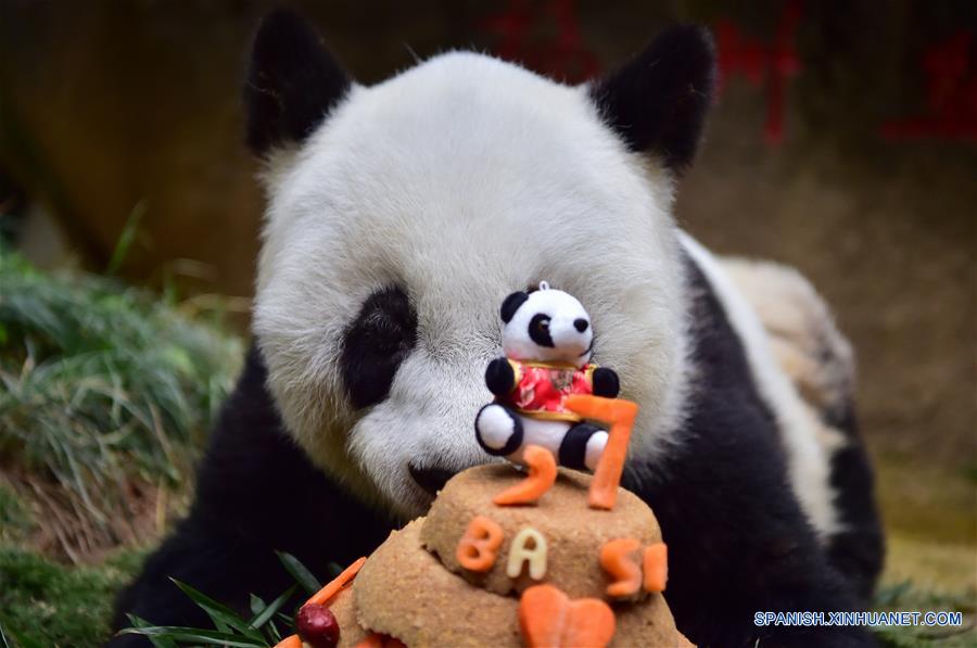 El panda gigante Basi permanece junto a su tarta de cumpleaños en el centro de investigación e intercambio del panda, en Fuzhou, capital de la provincia de Fujian, en el sureste de China, el 17 de enero de 2017. Basi, la panda más longeva del mundo en cautiverio, cumple 37 años, un equivalente a más de 100 años humanos, Basi nació en 1980 en el condado de Baoxing, provincia de Sichuan, en el suroeste de China. Y ella fue el prototipo para la mascota Panpan para los Juegos Asiáticos de Beijing 1990. (Xinhua/Wei Peiquan)