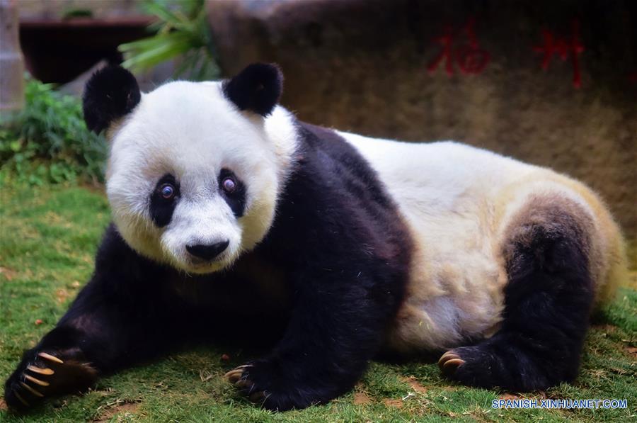 El panda gigante Basi permanece en el centro de investigación e intercambio del panda, en Fuzhou, capital de la provincia de Fujian, en el sureste de China, el 17 de enero de 2017. Basi, la panda más longeva del mundo en cautiverio, cumple 37 años, un equivalente a más de 100 años humanos, Basi nació en 1980 en el condado de Baoxing, provincia de Sichuan, en el suroeste de China. Y ella fue el prototipo para la mascota Panpan para los Juegos Asiáticos de Beijing 1990. (Xinhua/Wei Peiquan)