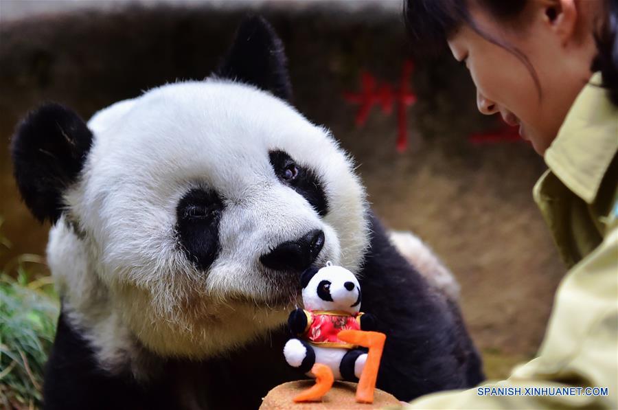 Una cuidadora alimenta al panda gigante Basi con una tarta de cumpleaños hecha especialmente en el centro de investigación e intercambio del panda, en Fuzhou, capital de la provincia de Fujian, en el sureste de China, el 17 de enero de 2017. Basi, la panda más longeva del mundo en cautiverio, cumple 37 años, un equivalente a más de 100 años humanos, Basi nació en 1980 en el condado de Baoxing, provincia de Sichuan, en el suroeste de China. Y ella fue el prototipo para la mascota Panpan para los Juegos Asiáticos de Beijing 1990. (Xinhua/Wei Peiquan)