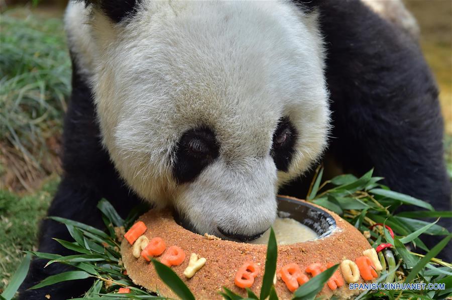 El panda gigante Basi se alimenta con su tarta de cumpleaños en el centro de investigación e intercambio del panda, en Fuzhou, capital de la provincia de Fujian, en el sureste de China, el 17 de enero de 2017. Basi, la panda más longeva del mundo en cautiverio, cumple 37 años, un equivalente a más de 100 años humanos, Basi nació en 1980 en el condado de Baoxing, provincia de Sichuan, en el suroeste de China. Y ella fue el prototipo para la mascota Panpan para los Juegos Asiáticos de Beijing 1990. (Xinhua/Wei Peiquan)