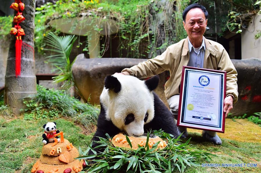 Chen Yucun, director del centro de investigación e intercambio del panda, muestra el certificado del "panda gigante más lonvego del mundo en cautiverio" junto al panda gigante Basi, en el centro de investigación e intercambio del panda en Fuzhou, capital de la provincia de Fujian, en el sureste de China, el 17 de enero de 2017. Basi, la panda más longeva del mundo en cautiverio, cumple 37 años, un equivalente a más de 100 años humanos, Basi nació en 1980 en el condado de Baoxing, provincia de Sichuan, en el suroeste de China. Y ella fue el prototipo para la mascota Panpan para los Juegos Asiáticos de Beijing 1990. (Xinhua/Wei Peiquan)