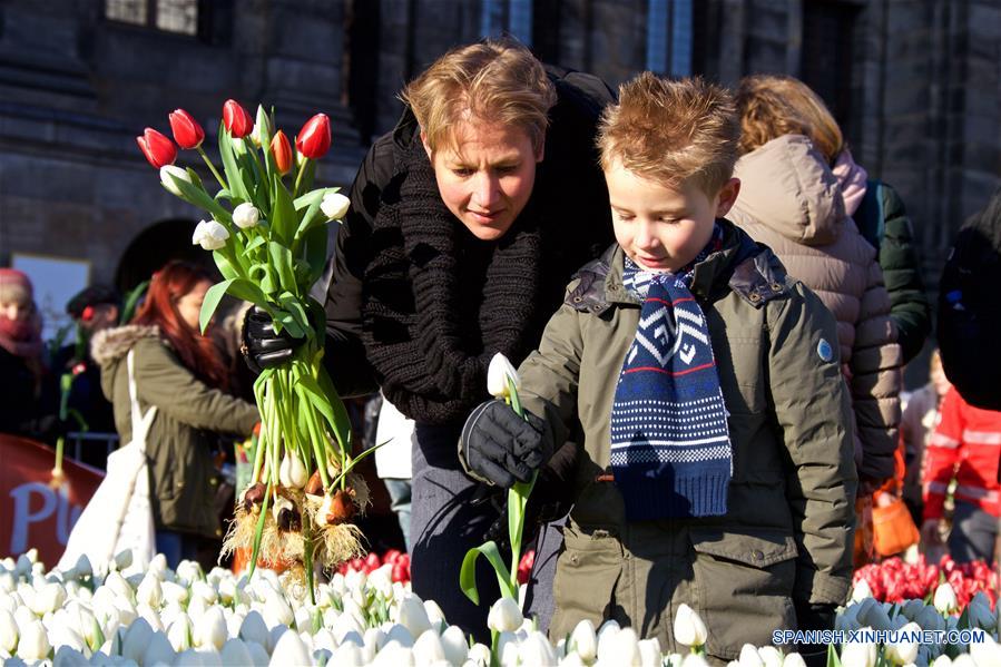 AMSTERDAM, enero 21, 2017 (Xinhua) -- Visitantes recogen tulipanes durante el Día Nacional del Tulipán Holandés 2017 en Amsterdam, Países Bajos, el 21 de enero de 2017. De acuerdo con información de la prensa local, más de 200,000 tulipanes fueron exhibidos en la Plaza Dam de Amsterdam el sábado. Este evento anual conmemora el inicio de la temporada de tulipanes en Países Bajos. (Xinhua/Sylvia Lederer)