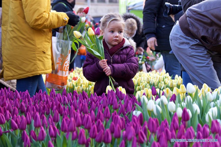 Una niña sostiene tulipanes durante el Día Nacional del Tulipán Holandés 2017 en Amsterdam, Países Bajos, el 21 de enero de 2017. De acuerdo con información de la prensa local, más de 200,000 tulipanes fueron exhibidos en la Plaza Dam de Amsterdam el sábado. Este evento anual conmemora el inicio de la temporada de tulipanes en Países Bajos. (Xinhua/Sylvia Lederer)