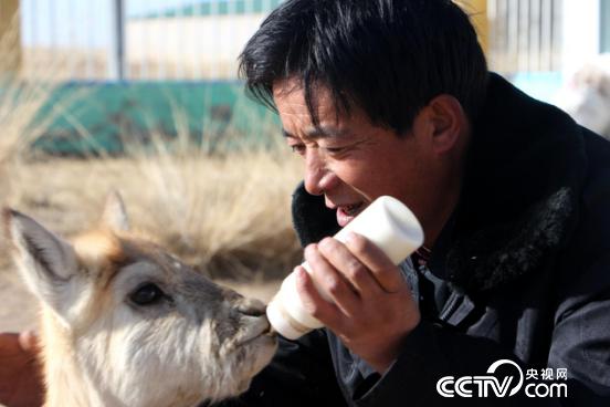 尖木措正在給普氏羚羊喂食