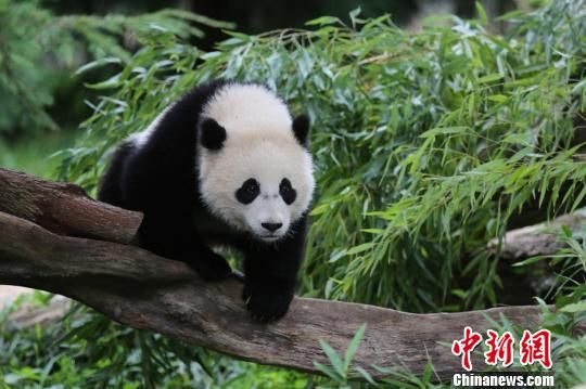 2月15日，聯邦快遞宣佈：已接獲委託，定於美國當地時間21日運送大熊貓“寶寶”返回中國。此為“寶寶”近照。華盛頓史密森尼國家動物園供