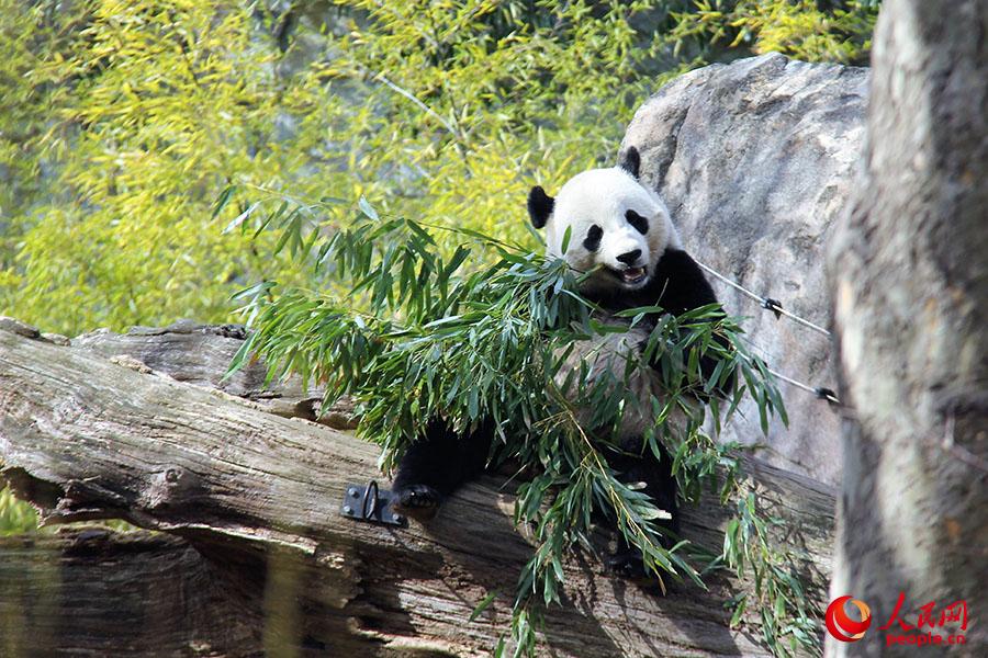（2月15日，即將回家的大熊貓“寶寶”在華盛頓史密森尼國家動物園熊貓館內悠閒地吃著竹子。攝影：高石）