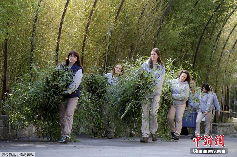 華盛頓國家動物園的飼養員們抱來了竹子，供“寶寶”在返程的路上食用。“寶寶”自出生以來便受到全美的關注，它的首次公開亮相使得整個華盛頓國家動物園熱鬧非凡，有粉絲驅車9小時只為一睹它的萌態。