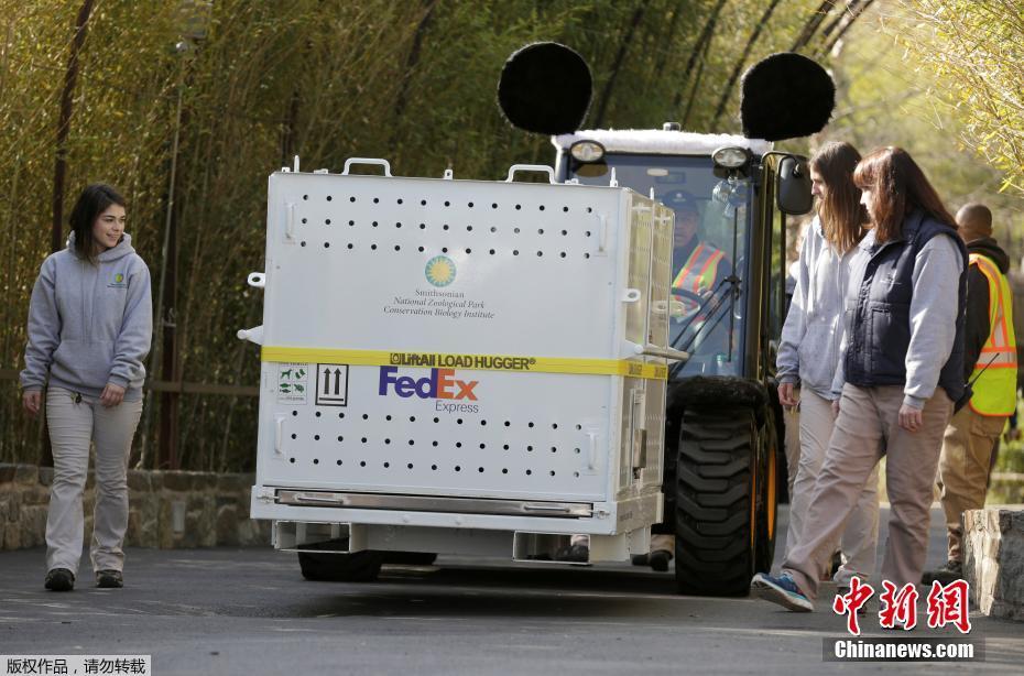車輛拉著裝有大熊貓“寶寶”的航空包廂駛離華盛頓國家動物園。按照中美兩國的約定，“寶寶”需要在4歲之前返回中國。