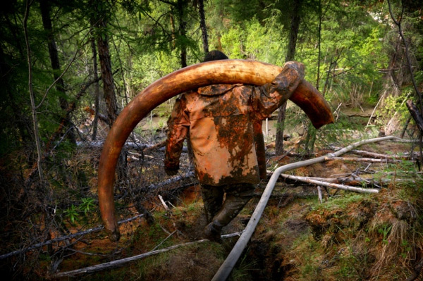 The vast tusk of a long-dead mammoth is carried out of a forest in Yakutia, Siberia. Ancient ivory from mammoths has become so valuable that some prospectors now illegally ‘mine’ them from permafrost. A large tusk can be worth tens of thousands of dollars.