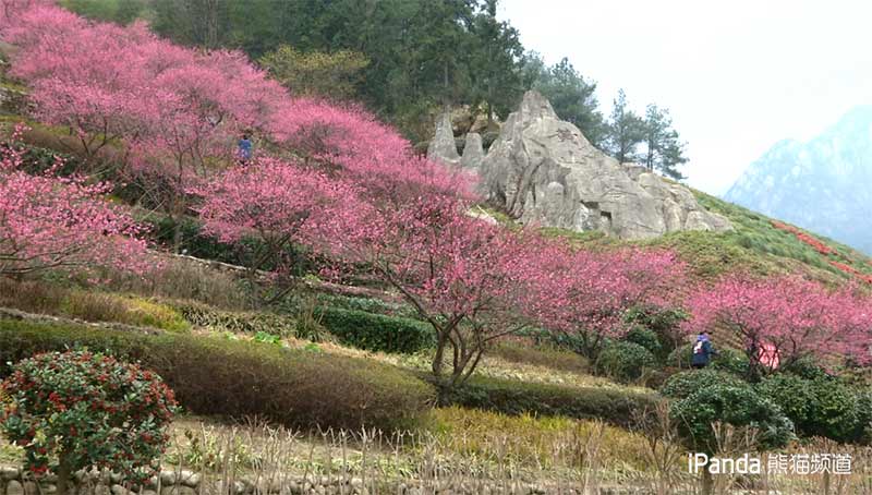 黃山花谷 梅花盛開