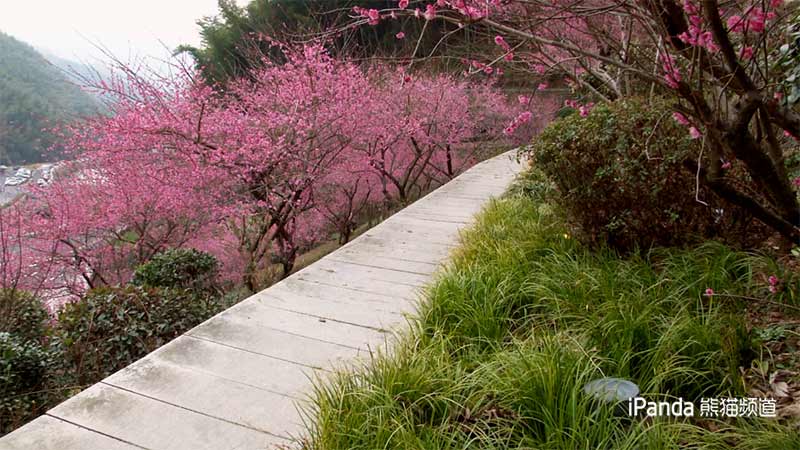 黃山花谷 梅花盛開