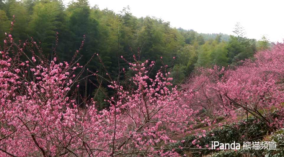 黃山花谷 梅花盛開