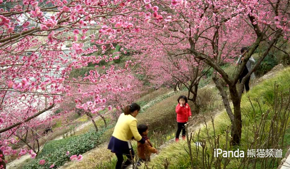 黃山花谷 梅花盛開