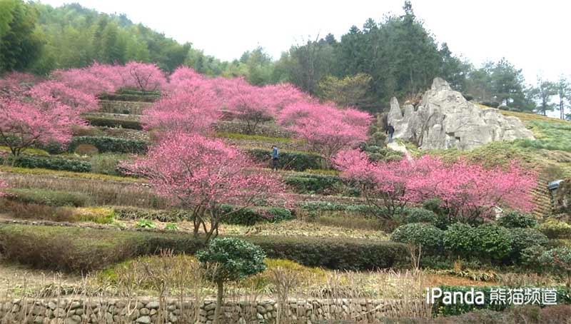 黃山花谷 梅花盛開