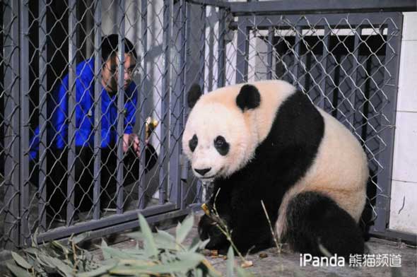 大熊貓“寶寶”和飼養員