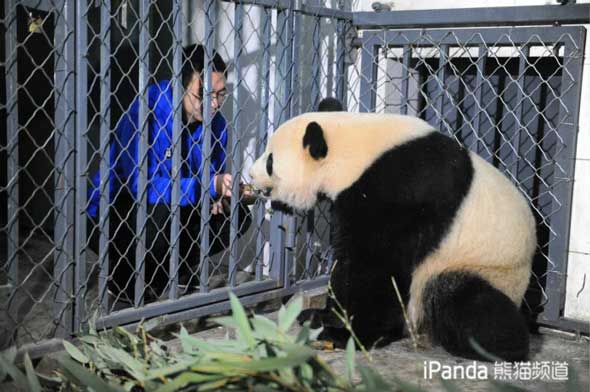 飼養員餵大熊貓“寶寶”吃竹筍