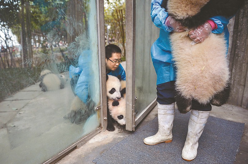 大熊貓保姆們隨時要保持高度警惕，只要有一點縫隙，調皮的大熊貓寶寶就想趁機溜出去。