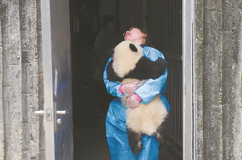 　這批大熊貓寶寶最重的達到17公斤，飼養員越來越抱不動它們了。