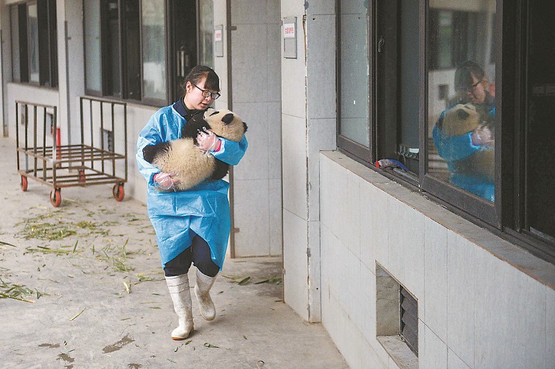 段東瓊抱著一隻大熊貓寶寶，眼裏滿滿都是愛。