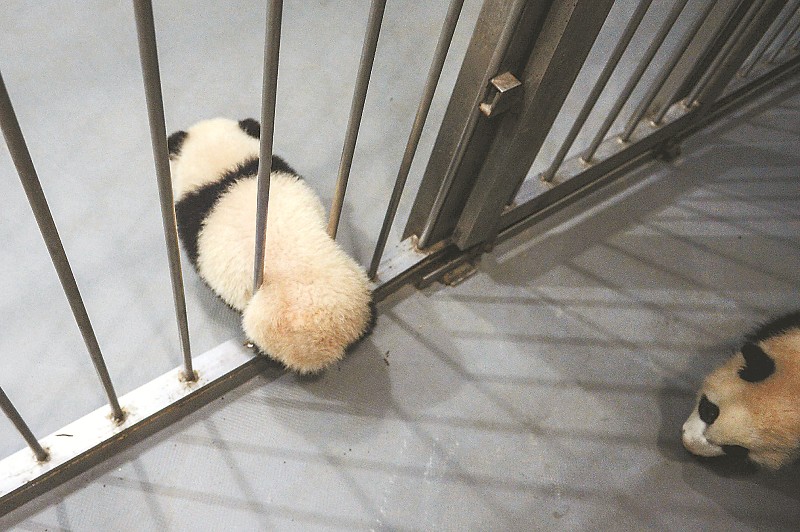 一隻大熊貓寶寶正企圖“越獄”。
