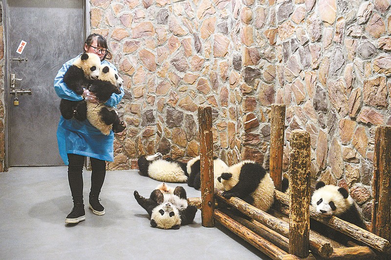看著自己精心照顧的大熊貓寶寶茁壯成長，段東瓊心裏充滿成就感。
