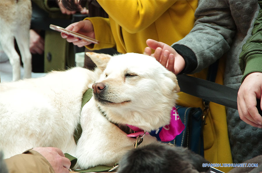 Los perros esperando a encontrar un dulce hogar. A pesar de sus experiencias mayormente tristes, ellos siguen confiados en los seres humanos después de ser rescatados de los criminales o de la calle. (foto: El Día de la Adopción de Beijing)